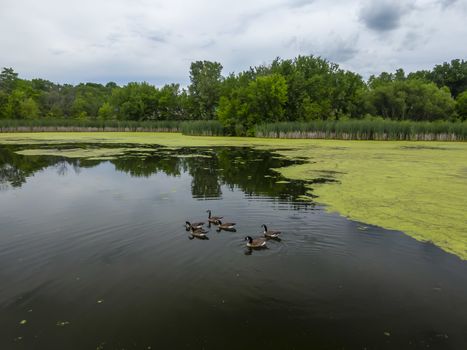 Many geese swim in summer pond. Canadian Geese swim in a quiet pond with green duckweed. default