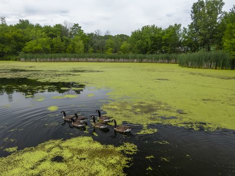 Many geese swim in summer pond. Canadian Geese swim in a quiet pond with green duckweed. default