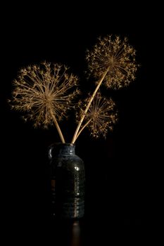 vertical still life of blue vase with dried onion bulb flowers with the seeds in them