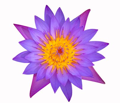 Top view of Violet lotus isolated on white background.