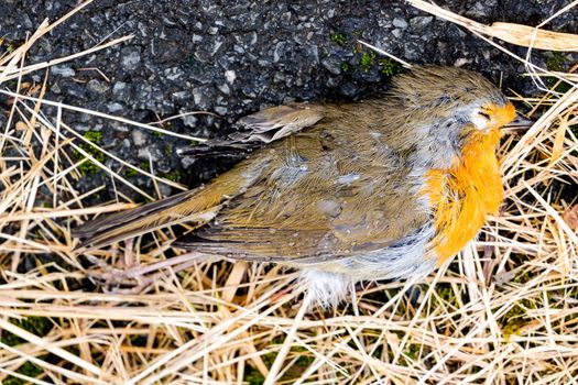 Close up of a dead robin on a footpath UK