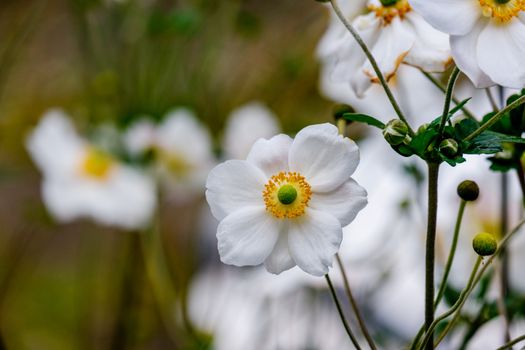 close up of a Japanese anemone with blurred background