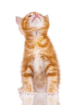 Playful red kitten isolated on white background. Cute little red cat studio shot.