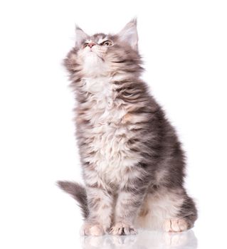 Maine Coon kitten 2 months old. Cat isolated on white background. Portrait of beautiful domestic kitty.