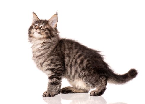 Maine Coon kitten 2 months old. Cat isolated on white background. Portrait of beautiful domestic kitty. Studio photo of black tabby little cat.