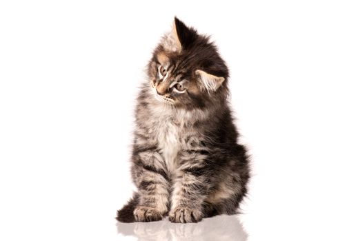 Maine Coon kitten 2 months old. Cat isolated on white background. Portrait of beautiful domestic kitty. Studio photo of black tabby little cat.