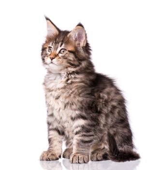 Maine Coon kitten 2 months old. Cat isolated on white background. Portrait of beautiful domestic kitty.