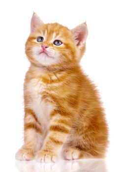 Playful red kitten isolated on white background. Cute little red cat studio shot.