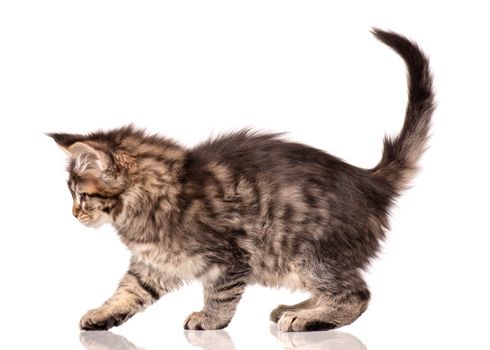 Maine Coon kitten 2 months old. Cat isolated on white background. Portrait of beautiful domestic kitty. Studio photo of black tabby little cat.