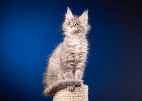 Maine Coon kitten 2 months old sitting on scratching post for cats. Studio photo of beautiful gray domestic kitty on blue background.