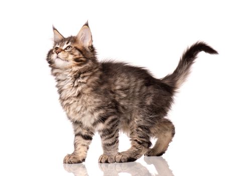 Maine Coon kitten 2 months old. Cat isolated on white background. Portrait of beautiful domestic kitty. Studio photo of black tabby little cat.