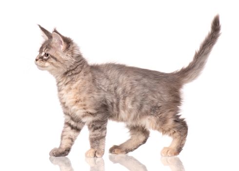 Maine Coon kitten 2 months old. Cat isolated on white background. Portrait of beautiful domestic kitty. Studio photo of gray little cat.