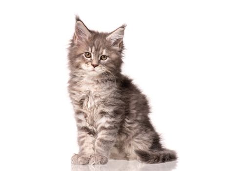 Maine Coon kitten 2 months old. Cat isolated on white background. Portrait of beautiful domestic kitty. Studio photo of gray little cat.