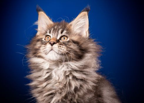 Funny Maine Coon kitten 2 months old looking away. Close-up studio photo of black tabby little cat on blue background. Portrait of beautiful domestic kitty.