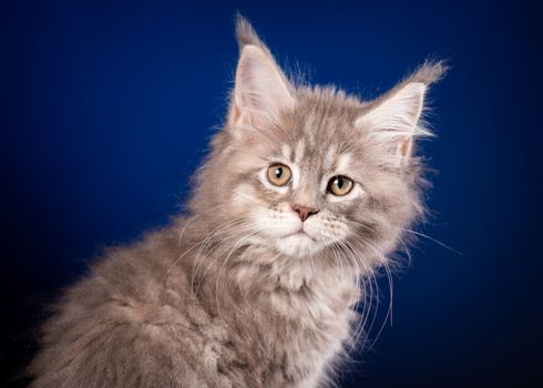 Funny Maine Coon kitten 2 months old looking at camera. Close-up studio photo of gray little cat on blue background. Portrait of beautiful domestic kitty.