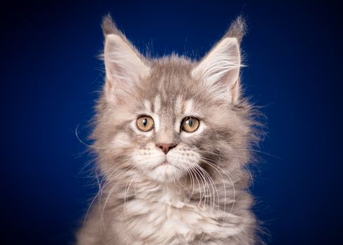 Funny Maine Coon kitten 2 months old looking at camera. Close-up studio photo of gray little cat on blue background. Portrait of beautiful domestic kitty.