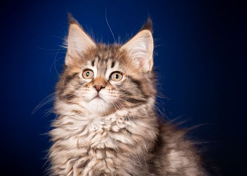 Funny Maine Coon kitten 2 months old looking away. Close-up studio photo of black tabby little cat on blue background. Portrait of beautiful domestic kitty.