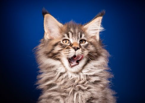 Funny Maine Coon kitten 2 months old looking away. Close-up studio photo of black tabby little cat on blue background. Portrait of beautiful domestic kitty.