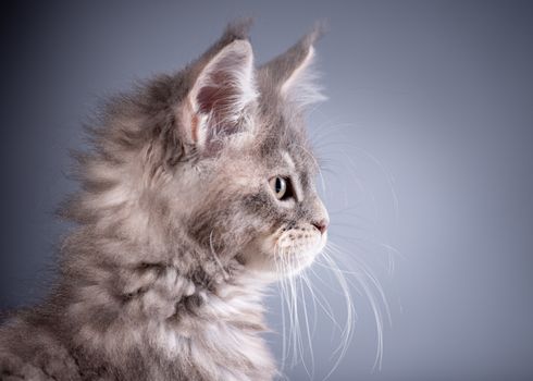 Funny Maine Coon kitten 2 months old looking away. Close-up studio photo of gray little cat on gray background. Portrait of beautiful domestic kitty.