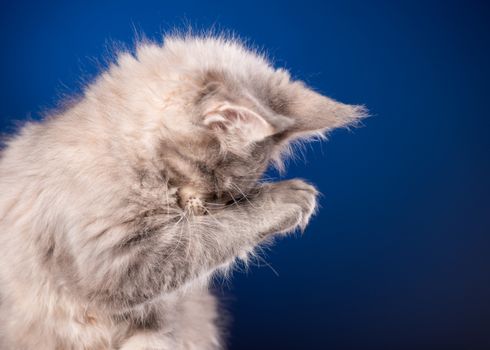 Funny Maine Coon kitten 2 months old licks paw and washes his face. Close-up studio photo of gray little cat on blue background. Portrait of beautiful domestic kitty.