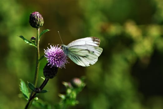 Pieris rapae - little cabbage white butterfly on a thistle