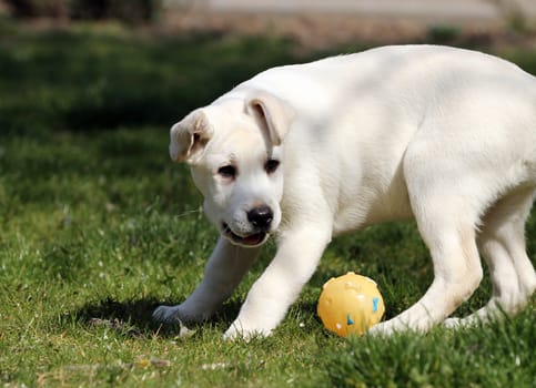 sweet yellow labrador playing in the park