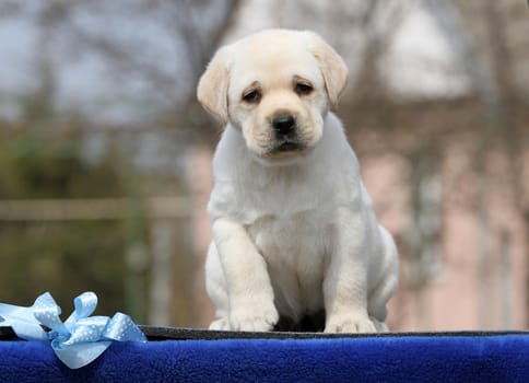 yellow labrador puppy on the blue background