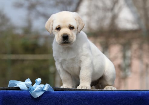 a yellow labrador puppy on the blue background