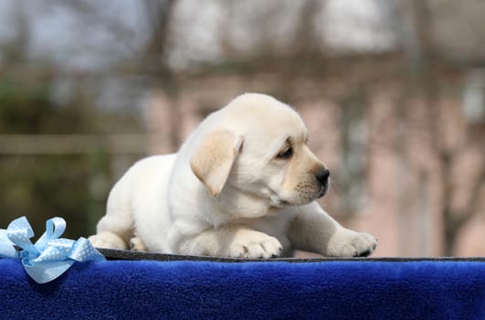 the yellow labrador puppy on the blue background