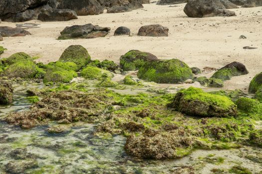 Seascape. Ocean during low tide. Waterscape. Clear water with stones. Green seaweed. Sunset time at the beach. Pure nature. Thomas beach, Bali, Indonesia.