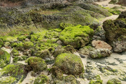 overgrowth of green algae on coastal rocks at low tide. Close up of green algae growing on coastal rocks during low tide. Beautiful primitive plant texture in the golden hour of sunny summer.