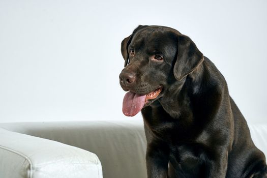 Purebred dog with black hair on a light background portrait, close-up, cropped view. High quality photo