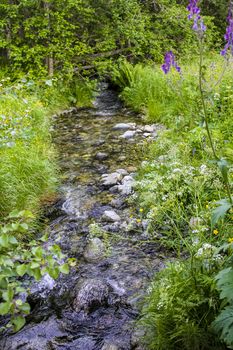 Small beautiful natural river in the forest of Hemsedal, Viken, Buskerud, Norway.