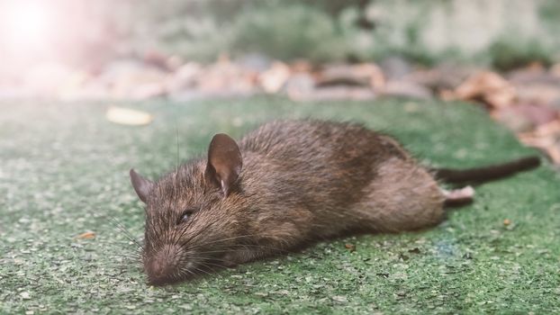 Close-up images of dead rat or mouse which died by rodenticide. the mousy is a small animal that carrier disease, bacteria, germ and pathogen to human in the house. it very unhealthy and unhygienic.