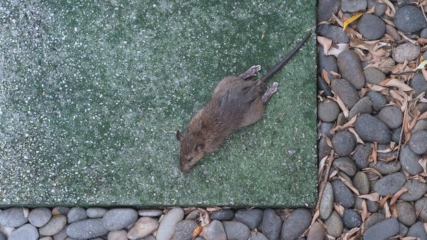 Close-up images of dead rat or mouse which died by rodenticide. the mousy is a small animal that carrier disease, bacteria, germ and pathogen to human in the house. it very unhealthy and unhygienic.