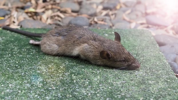 Close-up images of dead rat or mouse which died by rodenticide. the mousy is a small animal that carrier disease, bacteria, germ and pathogen to human in the house. it very unhealthy and unhygienic.