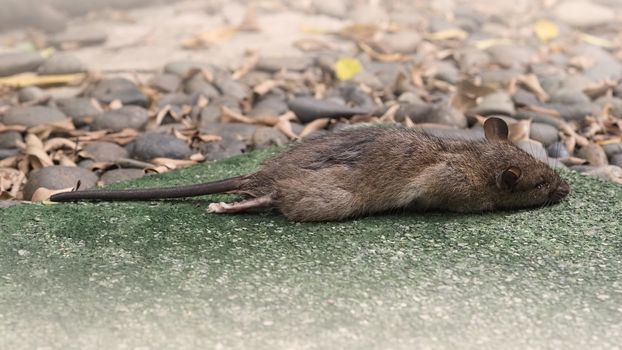 Close-up images of dead rat or mouse which died by rodenticide. the mousy is a small animal that carrier disease, bacteria, germ and pathogen to human in the house. it very unhealthy and unhygienic.