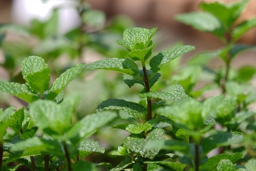 Close up view of fresh Peppermint leaves. It is a hybrid mint, a cross between watermint and spearmint. The plant is now widely spread and cultivated in many regions of the world