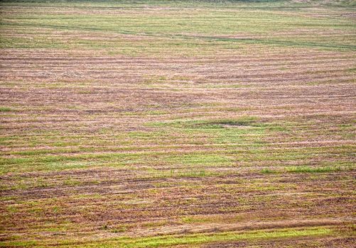 Green and yellow color grass of a field.  Top view of park. Ground texture with dry grass and small, rare tufts of green plants.