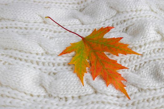 Autumn composition. colorful leaves on a white knitted scarf. Autumn concept. Flat layout, top view, copy space.
