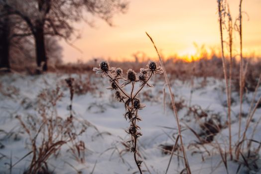 Frosted meadow flowers in the sunset light