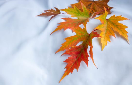 Autumn maple leaves hover on a white background.