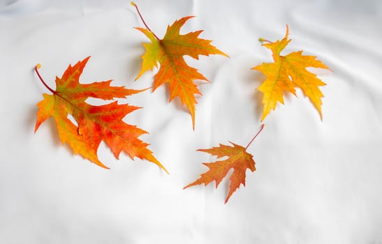 Autumn maple leaves hover on a white background.