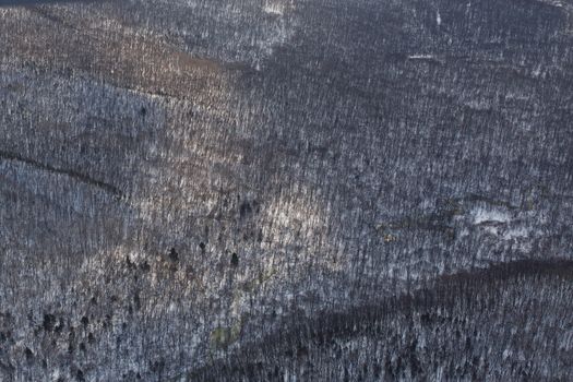 Winter coniferous forest, captured from a helicopter