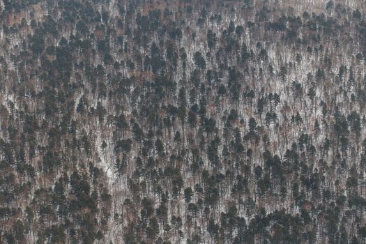 Winter coniferous forest, captured from a helicopter