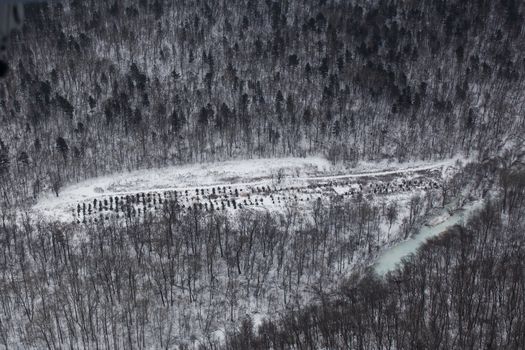 Winter coniferous forest, captured from a helicopter