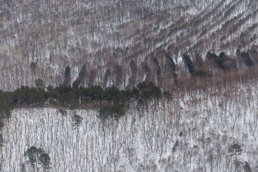 Luscious trees planted in the forest in even rows