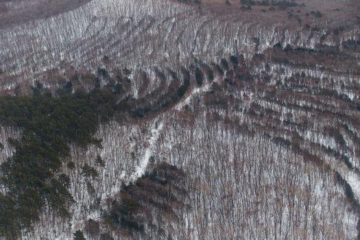 Luscious trees planted in the forest in even rows