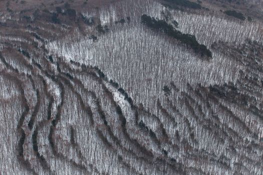 Luscious trees planted in the forest in even rows