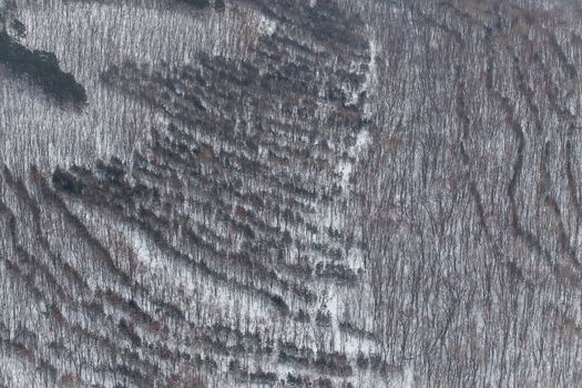 Luscious trees planted in the forest in even rows